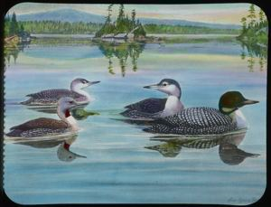 Image: Red-Throated Loon, Loon